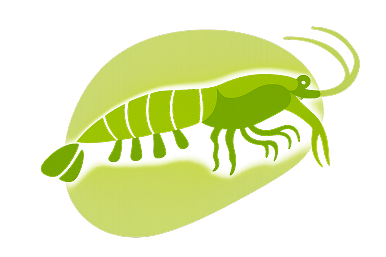 Mantis Shrimp